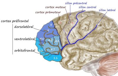 Dorsolateral Prefrontal Cortex