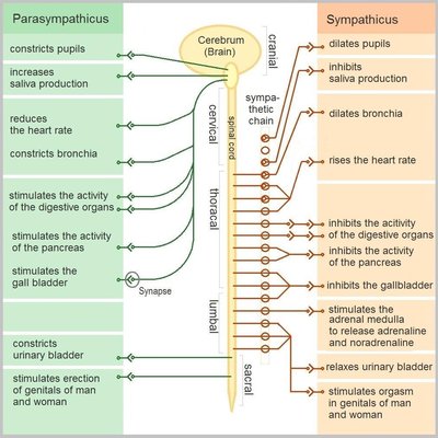 Dysautonomia