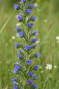 Echium Vulgare