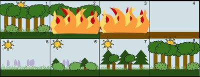 Ecological Succession