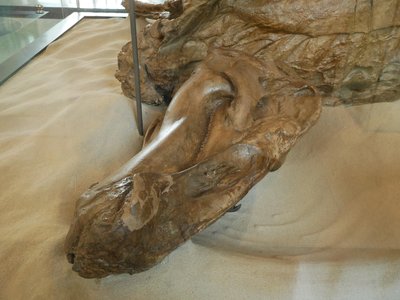 Edmontosaurus mummy AMNH 5060