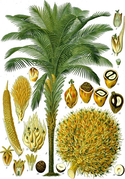 Elaeis Guineensis