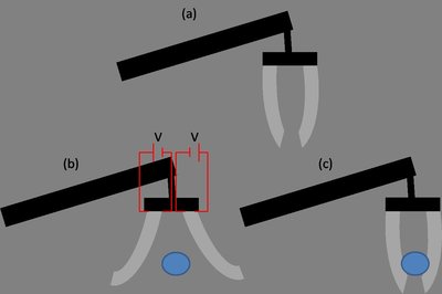 Electroactive Polymer
