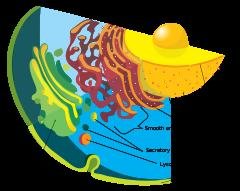 Endomembrane system