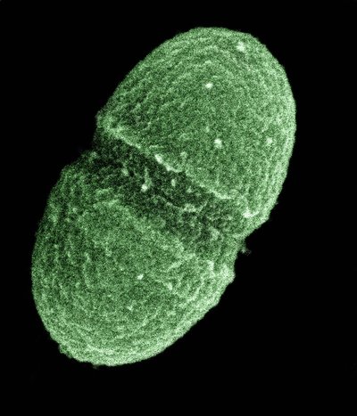 Enterococcus Faecalis