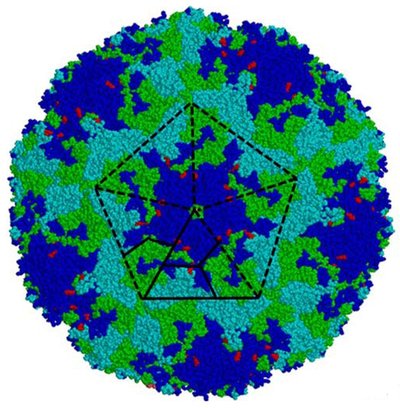 Enterovirus