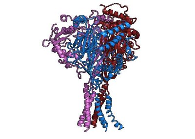 Epithelial sodium channel