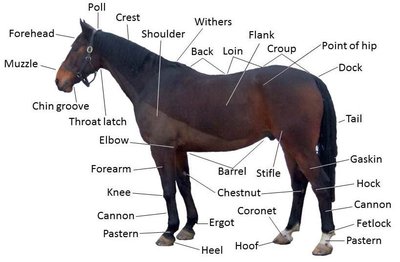 Equine Anatomy