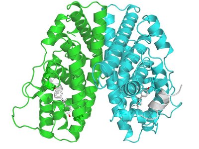 Estrogen Receptor