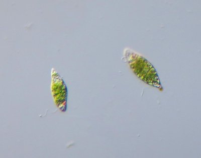 Euglena