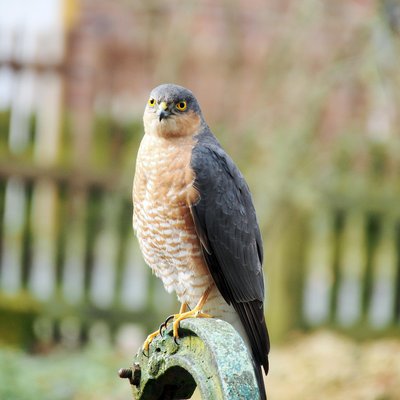 Eurasian sparrowhawk