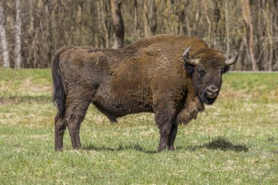 European Bison