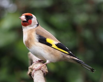 European goldfinch