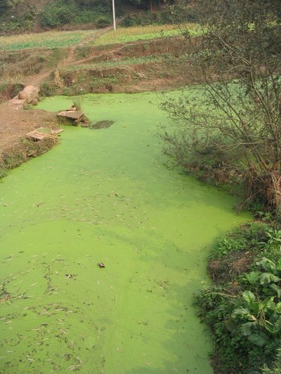 Eutrophication