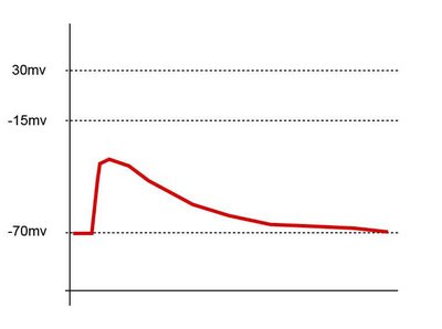 Excitatory Postsynaptic Potential
