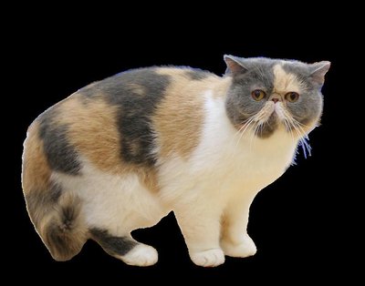 Exotic Shorthair