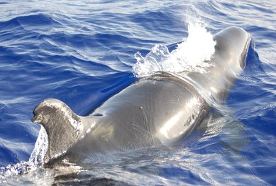 False Killer Whale