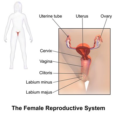 Female Reproductive System