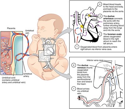 Fetal Circulation