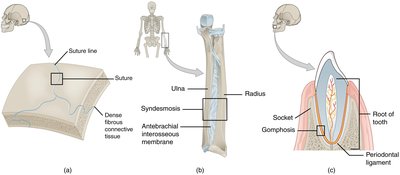 Fibrous joint