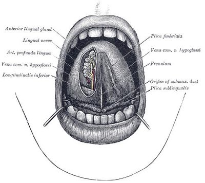 Fimbriated Fold Of Tongue