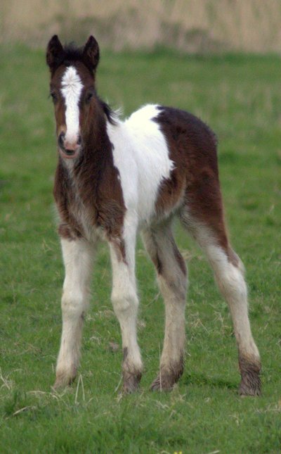 Foal