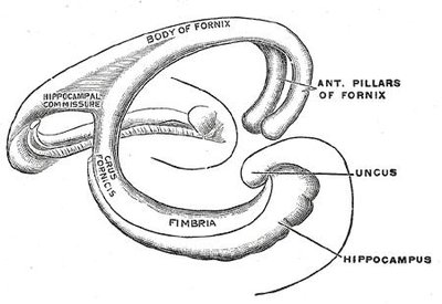 Fornix (Neuroanatomy)