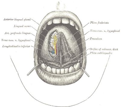 Frenulum