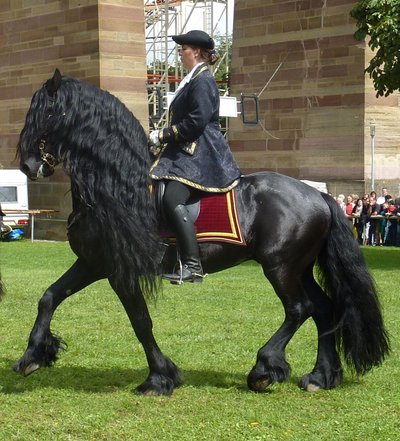 Friesian Horse