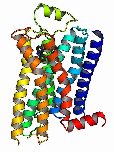 G protein-coupled receptor
