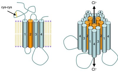 GABAA receptor