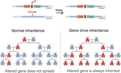 Gene Drive