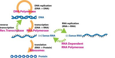 Gene Expression