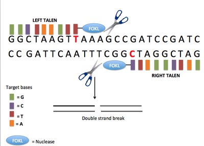 Genome Editing