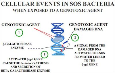 Genotoxicity