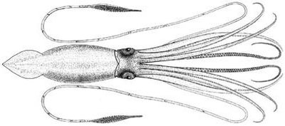 Giant squid
