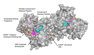 Glucose-6-Phosphate Dehydrogenase