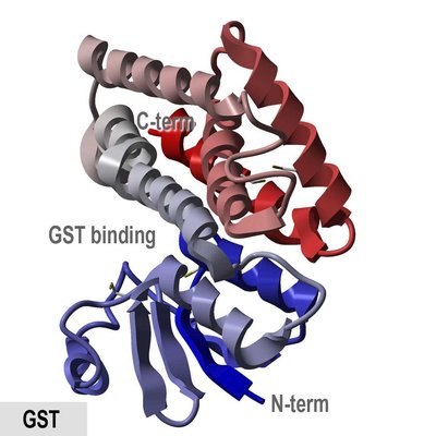 Glutathione S-Transferase