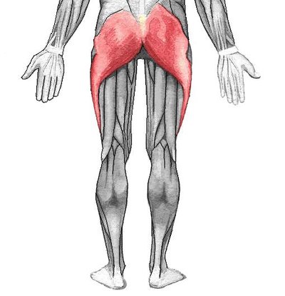 Gluteal muscles