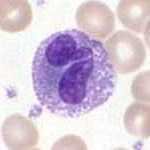 Granulocyte