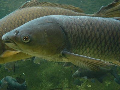 Grass Carp
