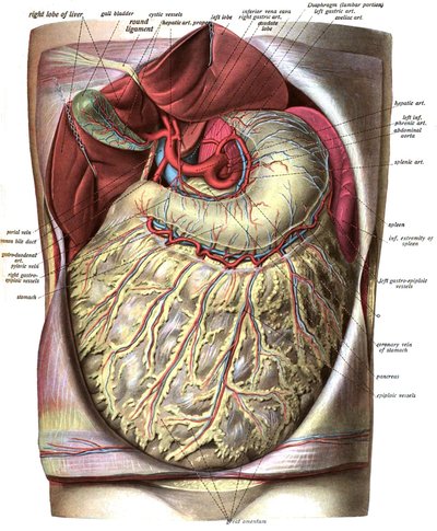 Greater Omentum