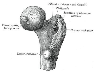 Greater Trochanter