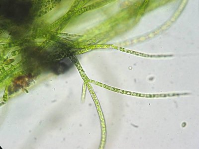 Green Algae