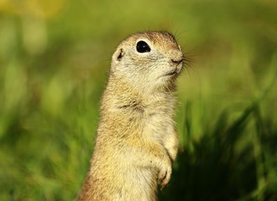 Ground Squirrel