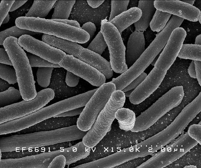 Gut Microbiota
