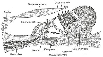 Hair Cell