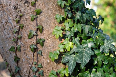 Hedera Helix