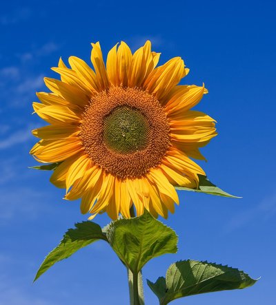 Helianthus