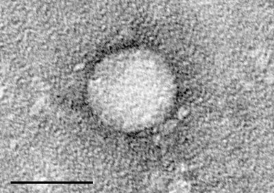 Hepatitis C Virus